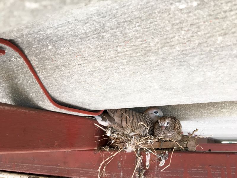 Nest Removal in Urban Areas