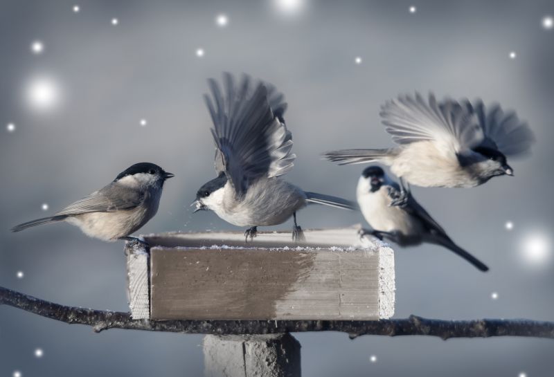 Seasonal Nesting Patterns