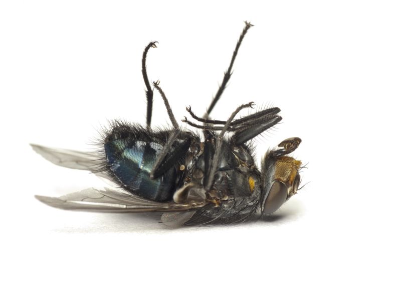 Fly Extermination