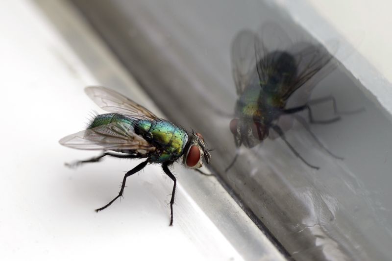 Fruit Fly Extermination in Rockwall, TX