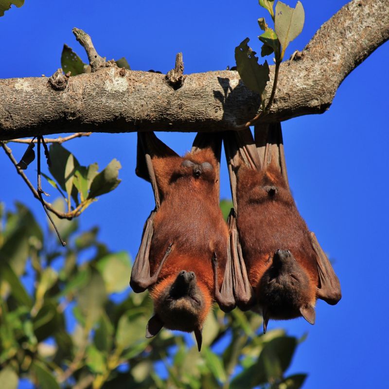 Health Risks Associated With Birds And Bats On Your Property