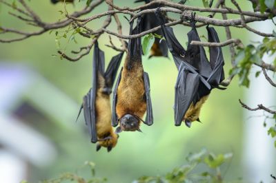 Why Commercial Bird And Bat Control Requires Professional Solutions